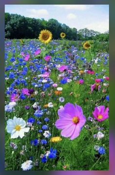 wildflowers and daisies in a field with trees in the background