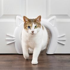 a cat standing in front of a white door