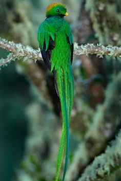 a green bird sitting on top of a tree branch