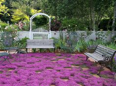 a garden with purple flowers and benches