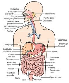 the anatomy of the human body and its major organs, including the liver, stomach, thor