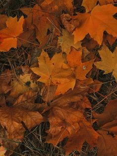 the leaves on the ground are yellow and brown