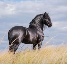 a black horse standing on top of a dry grass covered field with clouds in the background