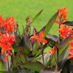 red flowers are blooming in the garden with green grass behind them and text that reads, canna lilies