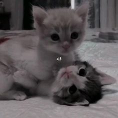 two kittens are playing with each other on the bed and one is looking at the camera