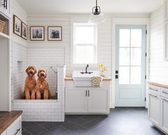 two brown dogs sitting in a white kitchen