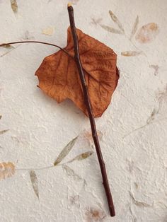 a single brown leaf laying on top of a white surface with leaves scattered around it