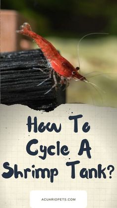 a red and black insect with the words how to cycle a shrimp tank on it