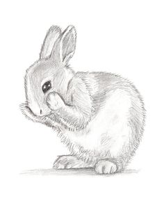 a pencil drawing of a rabbit sitting on the ground