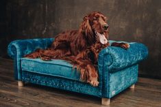 a brown dog sitting on top of a blue couch next to a wooden floor and wall