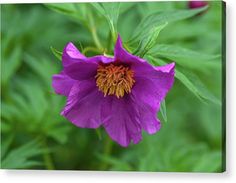 a purple flower that is blooming in the middle of some green leaves canvas print