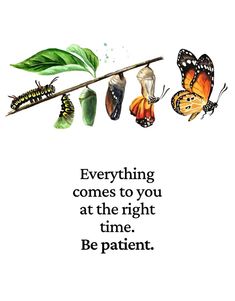 butterflies and caters with the words, everything comes to you at the right time be patient