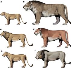 four different types of lions standing next to each other