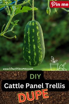 a watermelon hanging from a tree with the words diy cattle panel trelliss