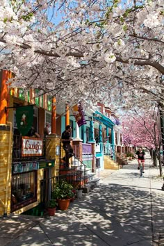 a person riding a bike down a street under cherry blossom trees