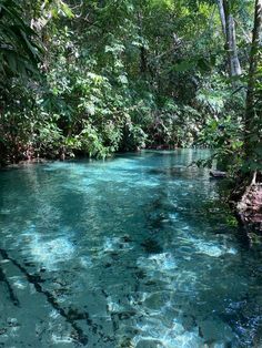 the water is crystal blue and clear in this area with trees on both sides,