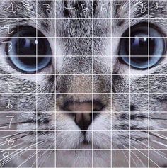 a close up of a cat's face with blue eyes and squares in the background