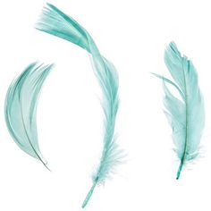 three green feathers on a white background, one has a long tail and the other has a short tail