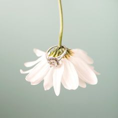 a close up of a flower with a ring on it