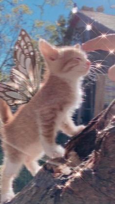 a small kitten standing on top of a tree branch next to a person's hand