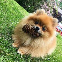 a small dog with a pine cone in its mouth