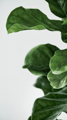 a green leafy plant with white background