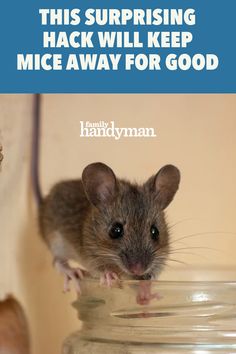 How To Deter Mice, Mice Infestation, Getting Rid Of Rats, 1000 Lifehacks