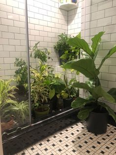 there are many plants in the corner of this bathroom mirror and it's reflection is on the wall