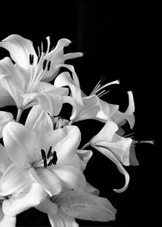 black and white photograph of lilies in a vase