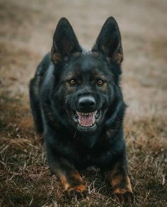 a large black and brown dog laying on top of a dry grass covered field with its mouth open