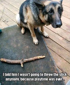 a dog sitting on top of a wooden floor next to a tweety stick