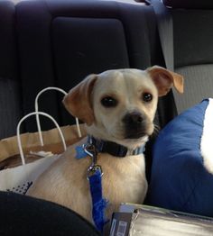 a small dog sitting in the back seat of a car