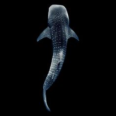 a whale is shown in the dark with spots on it's body and head