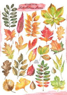 watercolor fall leaves are shown on a white background with pink and green colors, including red