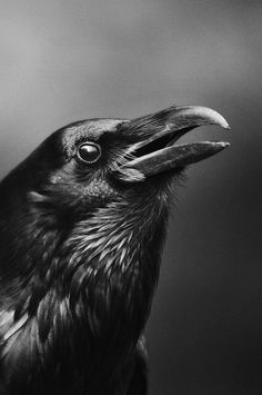 a black and white photo of a crow with its beak open in front of the camera