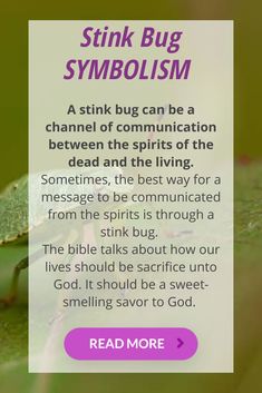 Find out the Stink Bug Symbolisms for your life and representations. All explained in our article and Pinterest image. Stink Bug, Stink Bugs, Bugs, Black And Brown, Meant To Be, Spirituality