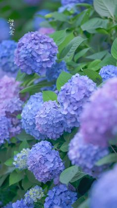 blue and purple flowers with green leaves on them