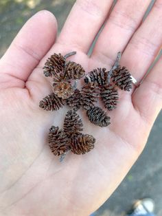 small pine cones sitting in the palm of someone's hand