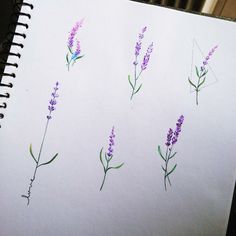 an open notebook with drawings of lavender flowers