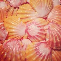 several seashells are arranged together in a pile on the beach, with pink and yellow colors