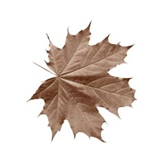 a maple leaf is shown in sepia on a white background with the tip of it's leaves visible