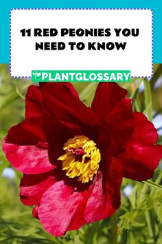 a red flower with the words, 11 red peonies you need to know