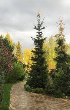 a pathway in the middle of some trees