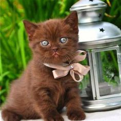 a brown kitten with blue eyes sitting on top of a table next to a plant