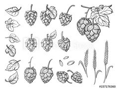 hops, leaves and other plants drawn in black ink on white paper stock photo