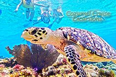 a turtle swimming in the ocean next to some corals and people snorking