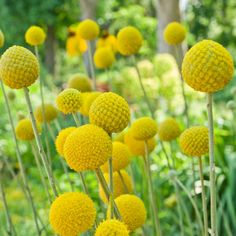 many yellow flowers are growing in the grass