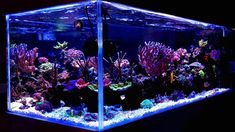 an aquarium filled with lots of different types of fish and corals in the dark