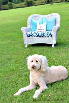 a white dog sitting on top of a lush green field next to a chair and pillow