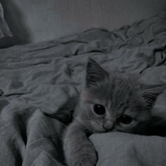 a small kitten laying on top of a bed covered in gray sheets and blankets next to a stuffed animal